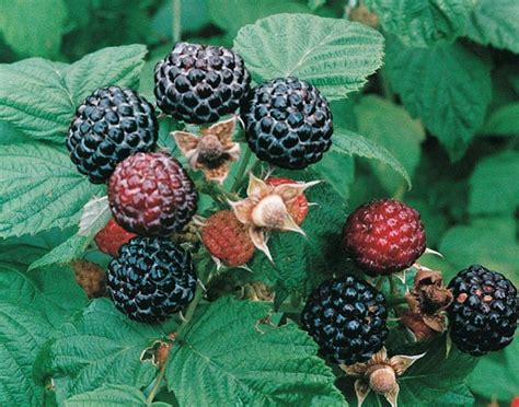 jewel-black-raspberry-edible-landscaping image