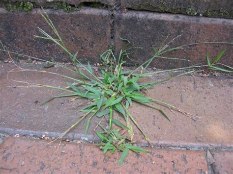 crabgrass-how-to-identify-and-get-rid-of-the-grassy image