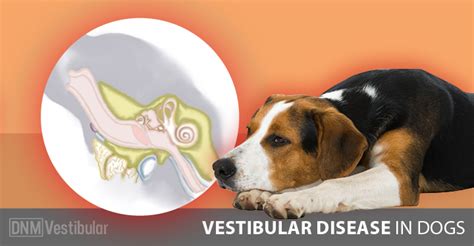 is-your-dog-drunk-recognizing-vestibular-disease-in image
