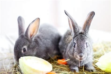 8-foods-that-are-fatal-to-rabbits-or-never-be-fed-to-a image