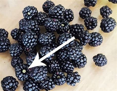 what-to-make-with-blackberries-farmersgirl-kitchen image