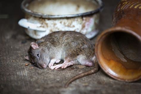 how-to-cook-mice-and-rats-practical-self-reliance image