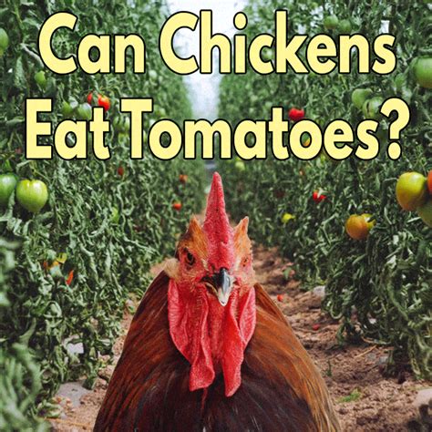 can-chickens-eat-tomatoes-backyard-chicken-chatter image