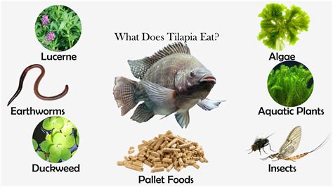 what-does-tilapia-eat-feeding-nature image