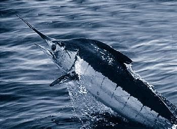 atlantic-blue-marlin-wikipedia image