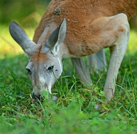 kangaroo-feeding-kangaroo-facts image