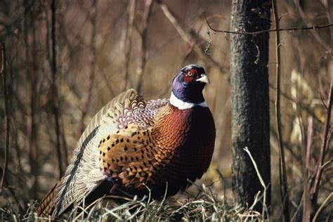 how-to-brine-a-pheasant-leaftv image