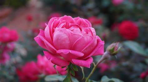 34-ways-to-use-roses-herbal-academy image