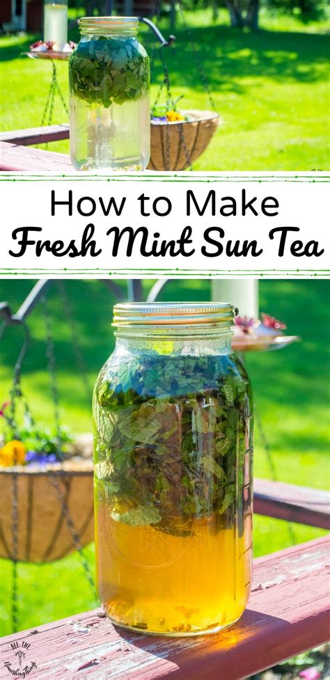 how-to-make-fresh-mint-sun-tea-just-water-fresh-mint image