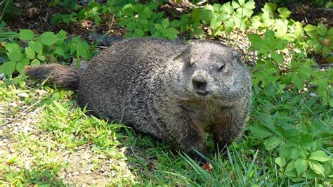 how-to-get-rid-of-groundhogs-13-best-ways-in-2022 image