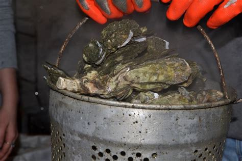 lowcountry-steamed-oysters-good-gruel-food image