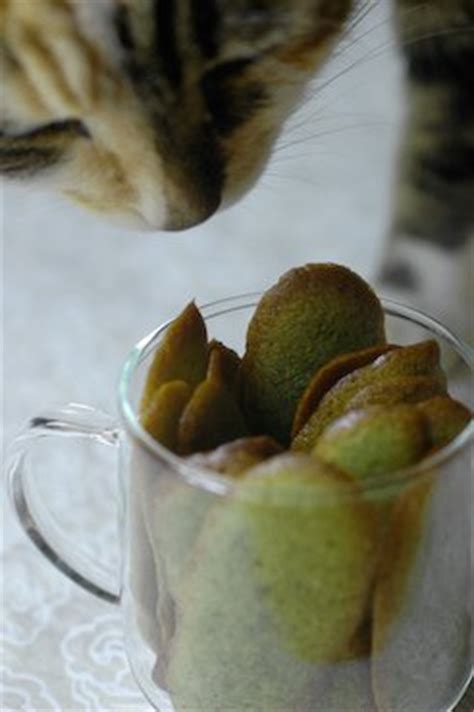 green-tea-cats-tongues-recipe-chocolate-zucchini image