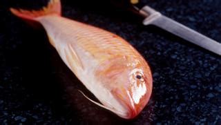 red-mullet image
