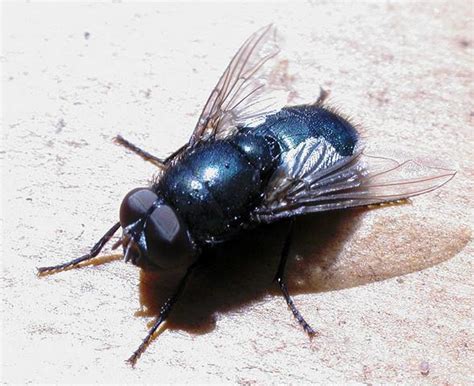 fly-control-products-how-to-get-rid-of-keep-flies image