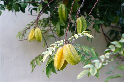 star-fruit-carambola-nutrition-facts-and-health-benefits image