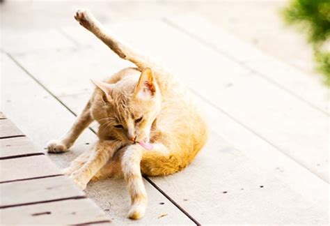 cat-scratching-heres-how-pet-food-can-help-petmd image