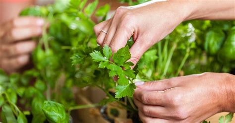 parsley-nutrition-benefits-and-uses-healthline image