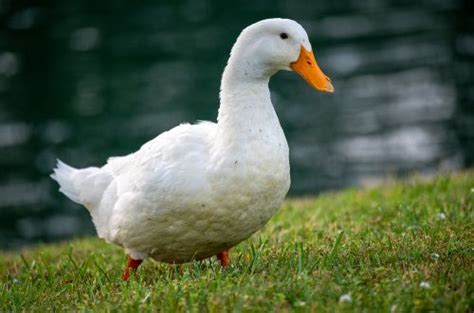 top-6-best-meat-ducks-the-best-ducks-for-meat-and-eating image