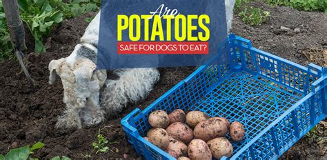 potatoes-for-dogs-101-can-dogs-eat-potatoes-top image