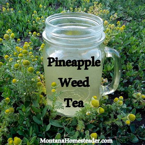pineapple-weed-tea-montana-homesteader image