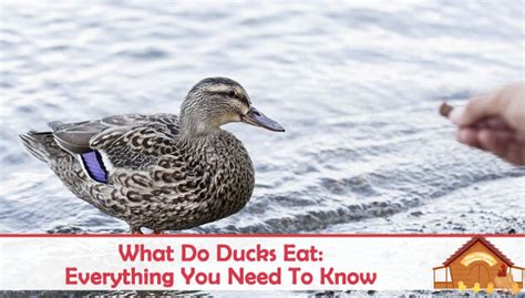 what-ducks-eat-everything-you-need-to-know image