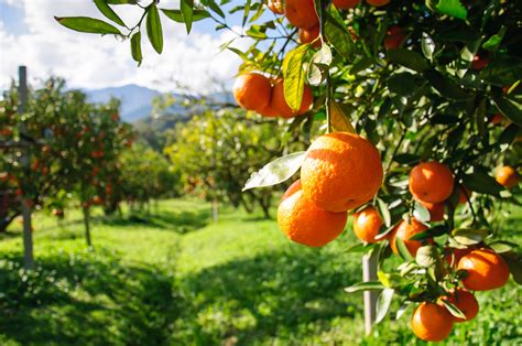 foodie-guide-to-arance-oranges-italy-magazine image