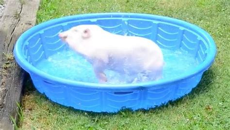 baby-pig-gets-new-pool-and-has-cutest-little-freakout image