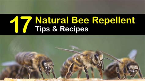 keeping-bees-away-17-natural-bee-repellent-tips-and image
