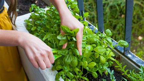 basil-nutrition-health-benefits-uses-and-more image