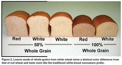 wheat-red-vs-white-spring-vs-winter-the-fresh-loaf image