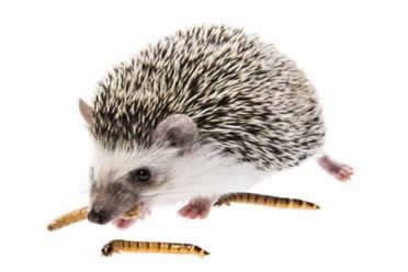 7-essential-foods-you-need-to-feed-a-hedgehog-pet image