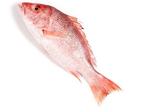 a-guide-to-buying-and-cooking-red-snapper-food image