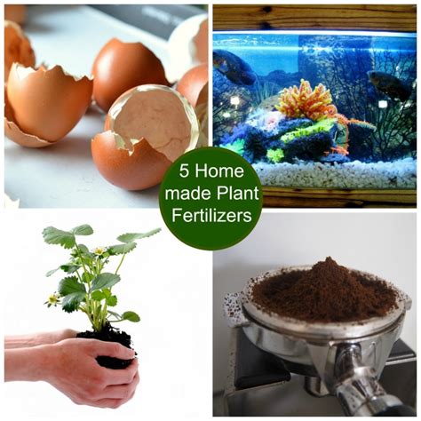 home-made-miracle-grow-make-your-own-homemade image