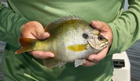 raising-bluegill-for-food-grower-today image