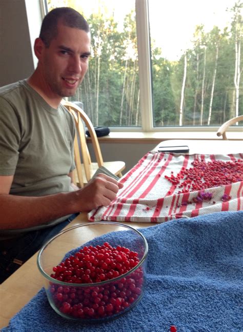 high-bush-cranberries-alaska-master-gardener-blog image