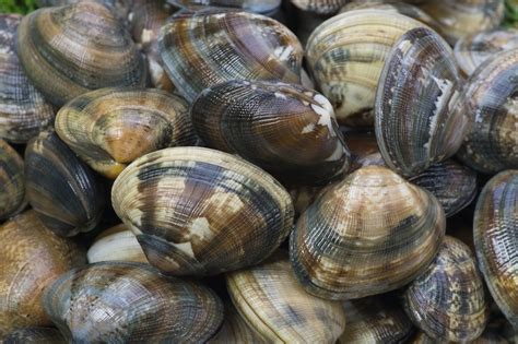 littleneck-clams-nutrition-healthfully image