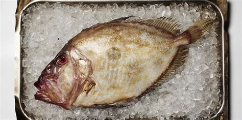 how-to-cook-john-dory-great-british-chefs image