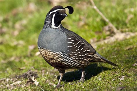 how-to-attract-quail-to-your-yard-the-spruce image