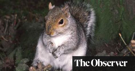 the-ultimate-ethical-meal-a-grey-squirrel-food-the image