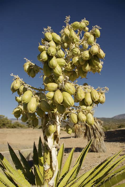 the-edible-fruit-of-banana-yucca-the-spruce-eats image