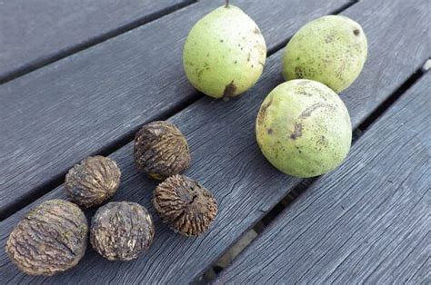 the-secret-to-cracking-black-walnuts-off-the-grid image