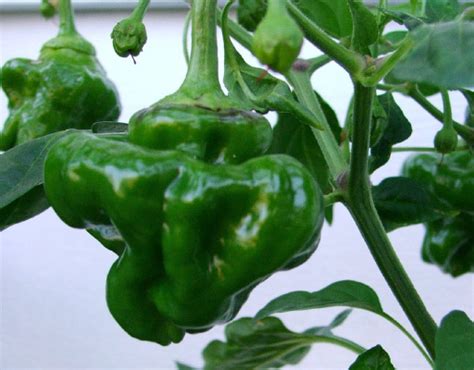 the-scotch-bonnet-types-of-chile-peppers-hot-sauce image