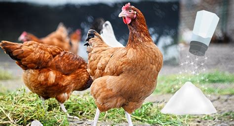 is-salt-good-or-bad-for-chickens-benefits-and-risks image
