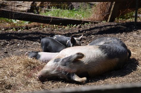a-pig-feeding-guide-for-raising-hogs-countryside image