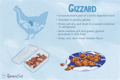 what-are-chicken-gizzards-and-how-are-they-used image