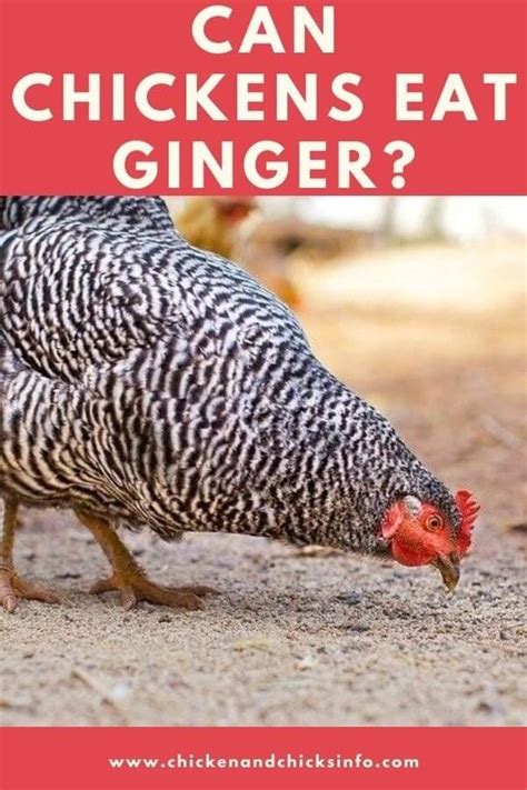 can-chickens-eat-ginger-spices-for-chickens-chicken image