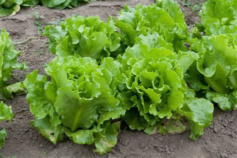selecting-and-growing-summer-crisp-lettuce image