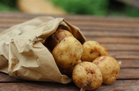 how-to-harvest-store-and-cook-potatoes-new image