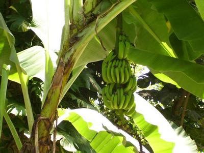 the-history-of-banana-in-jamaica image