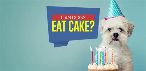 can-dogs-eat-cake-taking-a-look-at-benefits-and-side image